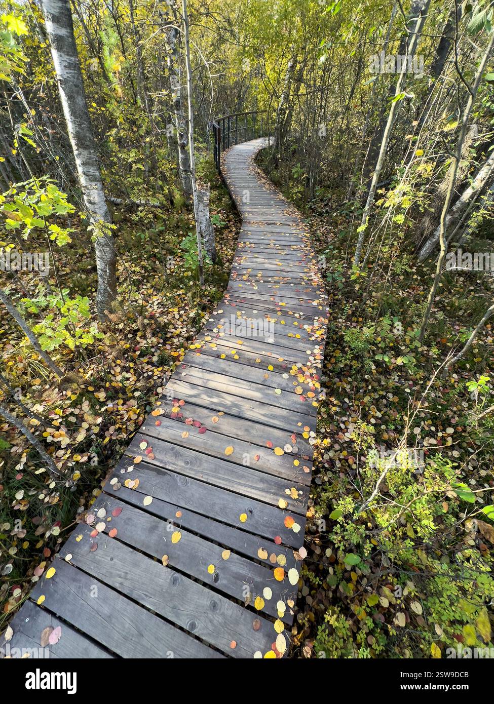 Sentiero in legno ecologico ricoperto di foglie dorate nel fogliame autunnale nei boschi. Trekking turismo ecologico Foto Stock