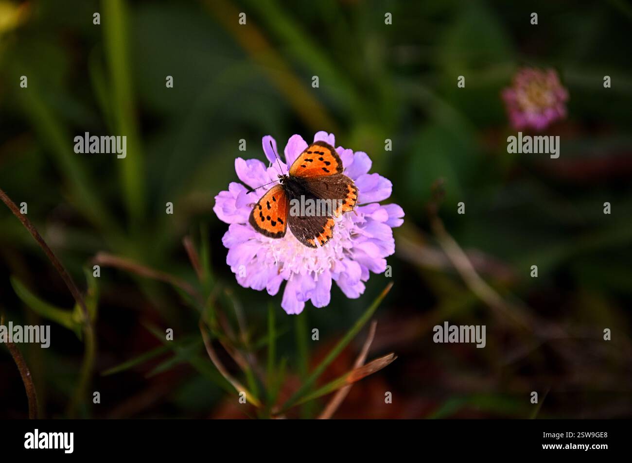 Farfalla sul fiore Foto Stock