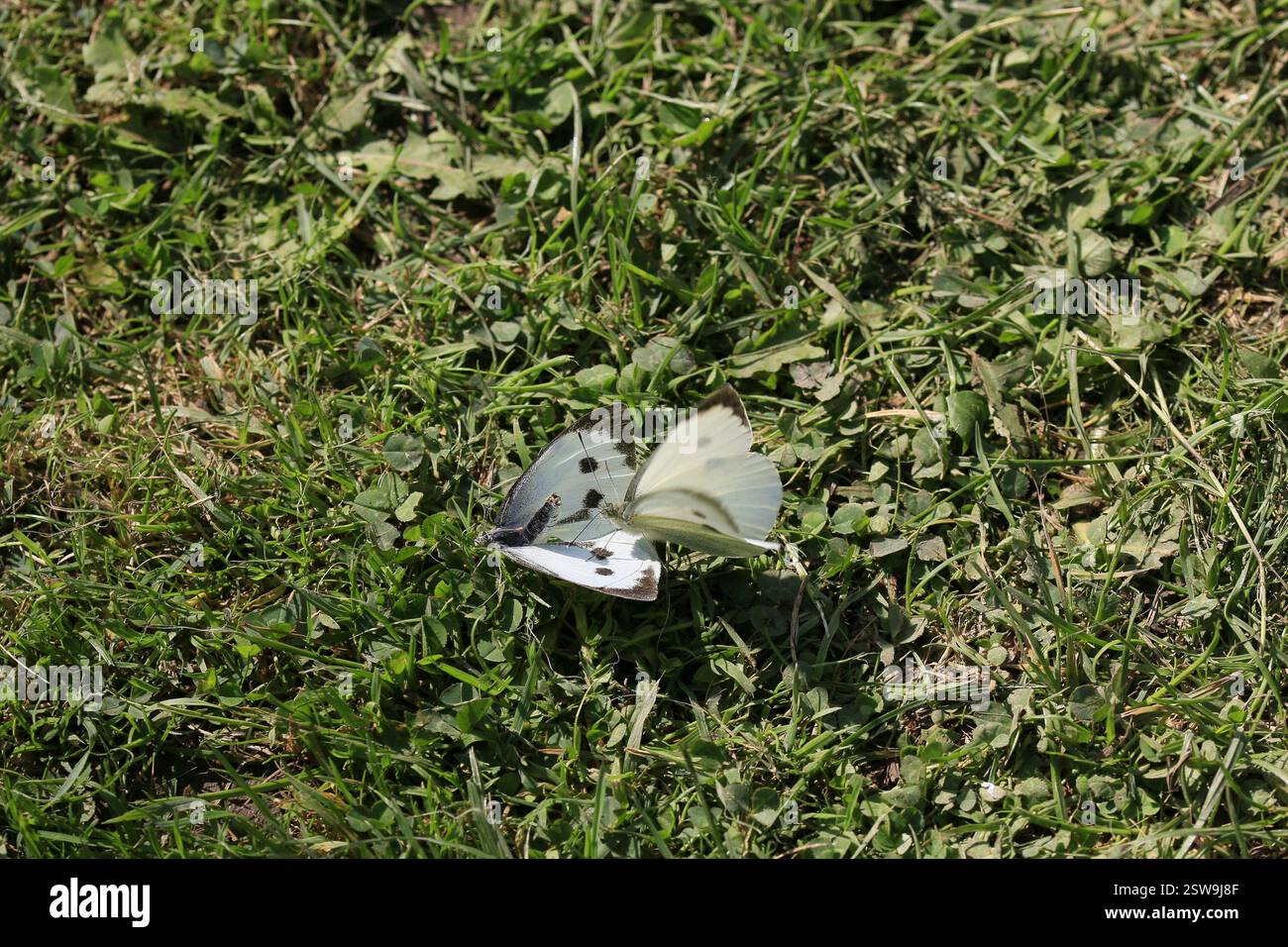 Un paio di piccole farfalle bianche (Pieris napi) sull'erba Foto Stock