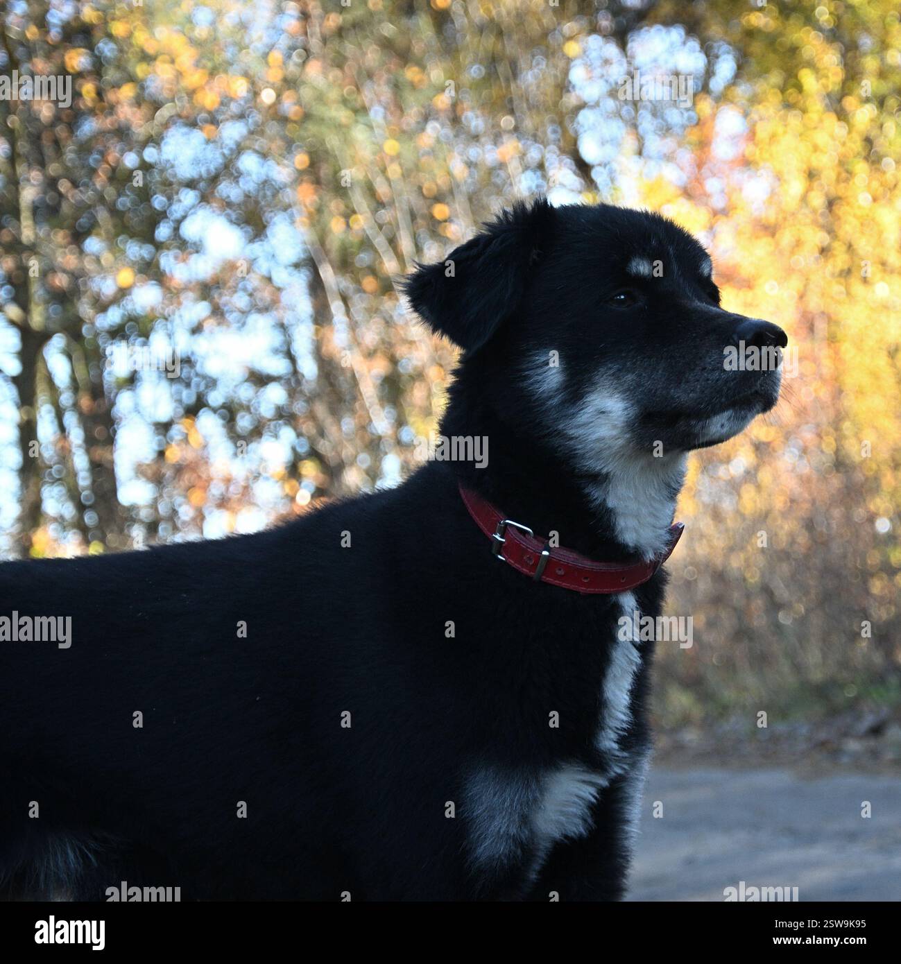 Mutt nella foresta Foto Stock