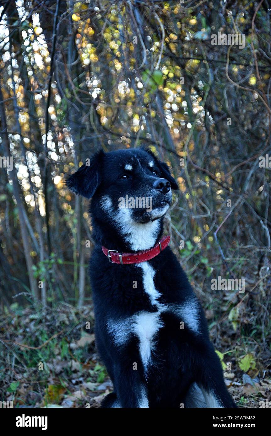 Mutt nella foresta Foto Stock