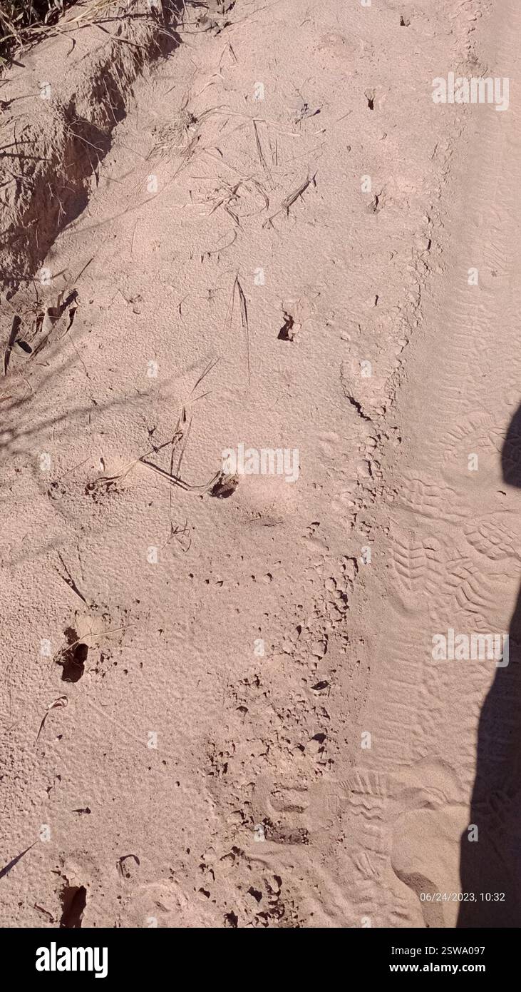 Razzo grigio (Subulo gouazoubira), Mammalia, Jardim dos Eucaliptos, Itirapina - SP, Brasile, Pegadas e fezes do Veado-catingueiro. Foto Stock