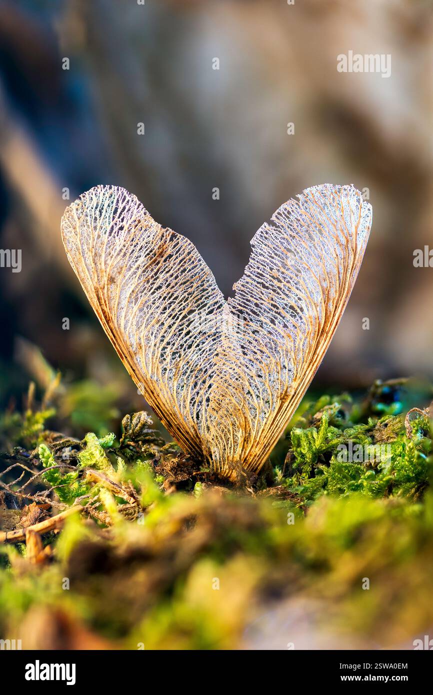 Due semi di Sycamore a forma di cuore. Macro cattura l'essenza dell'amore in natura. Connessione, armonia, texture naturali, sfondo sfocato. Foto Stock