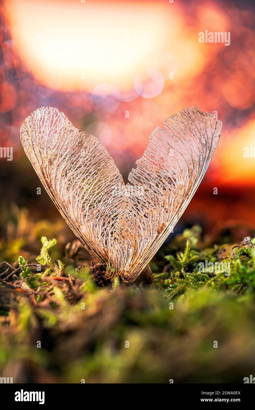 Due semi di Sycamore a forma di cuore. Macro cattura l'essenza dell'amore in natura. Connessione, armonia, texture naturali, sfondo sfocato. Foto Stock