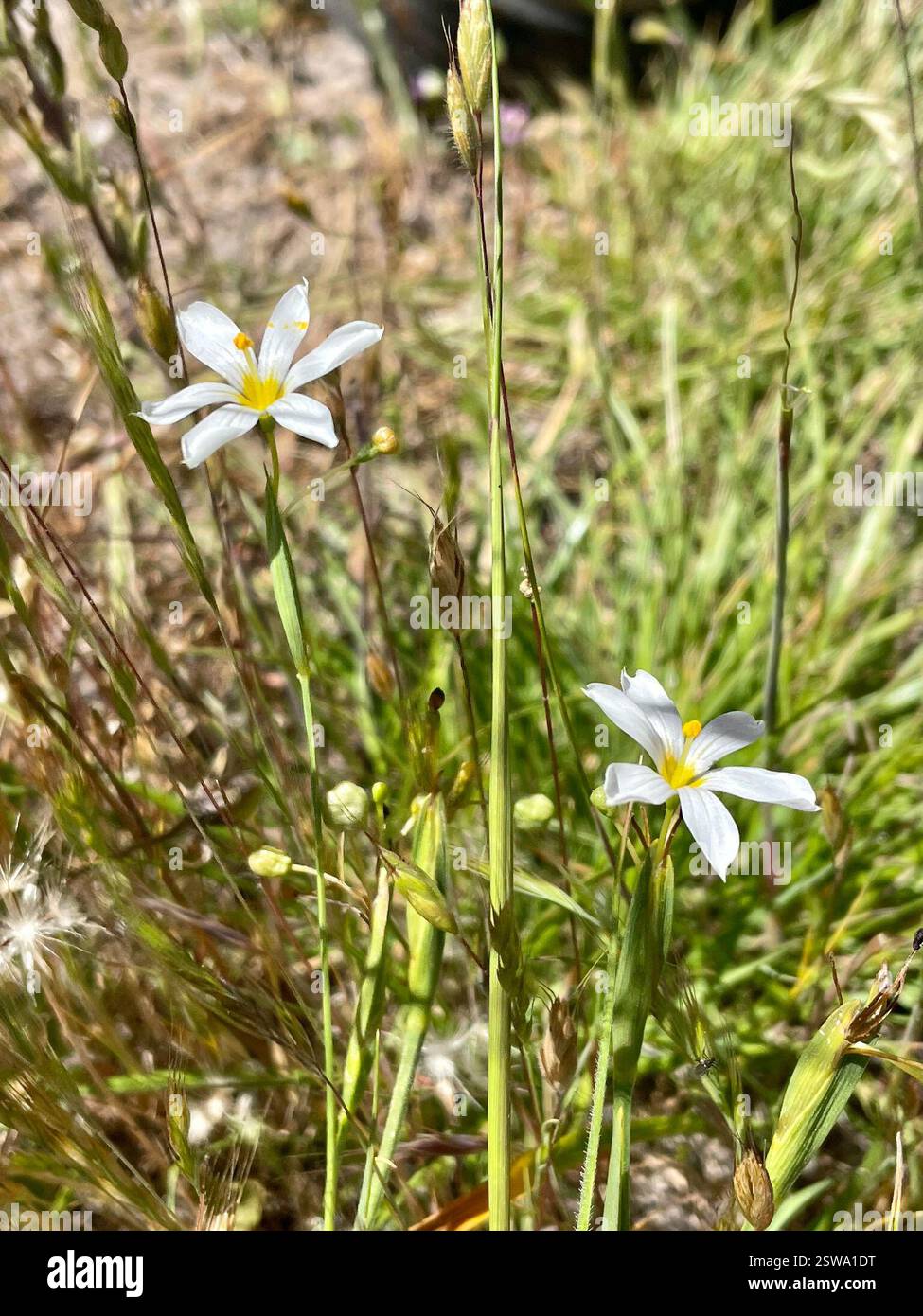 Erba dagli occhi azzurri occidentali (Sisyrinchium bellum), Plantae, Toro County Park, Salinas, CALIFORNIA, NOI, la prima volta che l'ho visto con petali bianchi puri. WESTERN Blue-eyed Grass (Sisyrinchium bellum) pianta nativa della famiglia Iris (Iridaceae) che cresce in aree erbose aperte e in terreni serpertini. Le foglie sono strette, verdi scuro e simili all'erba. I fiori hanno 6 petali con punte appuntite e vene prominenti. I colori vanno dal blu-viola al viola o al blu pallido, occasionalmente bianco e sempre con una gola giallo brillante. Periodo di massima fioritura: Marzo-maggio. Plants of Monterey County: An Illustrated Field Key, 2a edizione Foto Stock