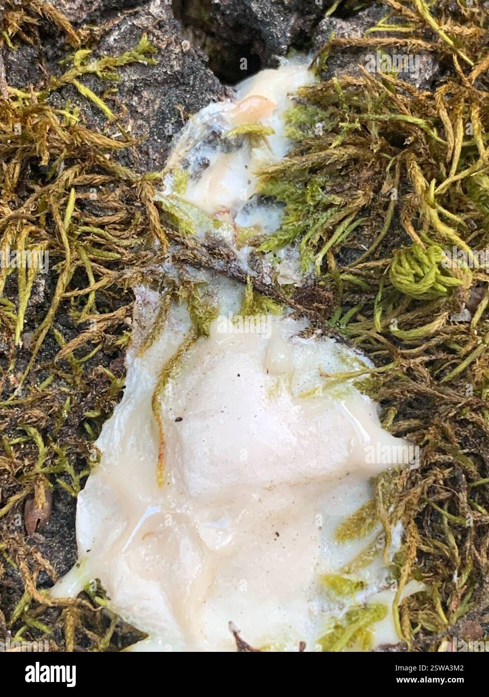 Muffe di melma (Mycetozoa), Protozoa, Grass Valley, CALIFORNIA, Stati Uniti, MELMA Foto Stock