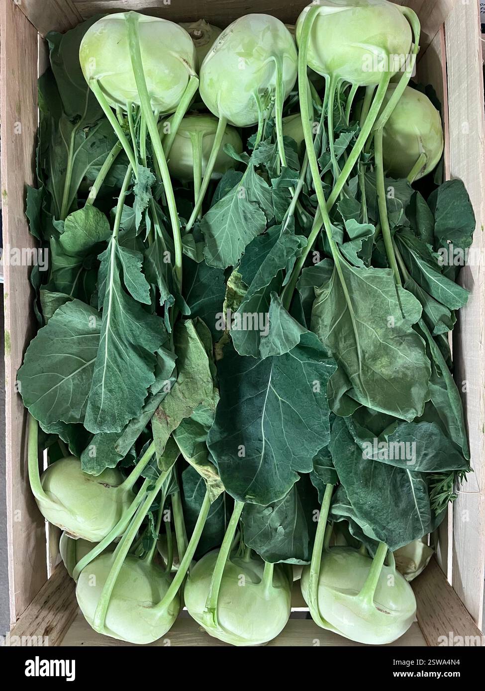 Cavolo di cavolo, rapa tedesca, cavolo di rapa, verdure, magazzino, cassa, agricoltura, approvvigionamento alimentare, stoccaggio di verdure, distribuzione, - Immagine stock catturata con smartphone