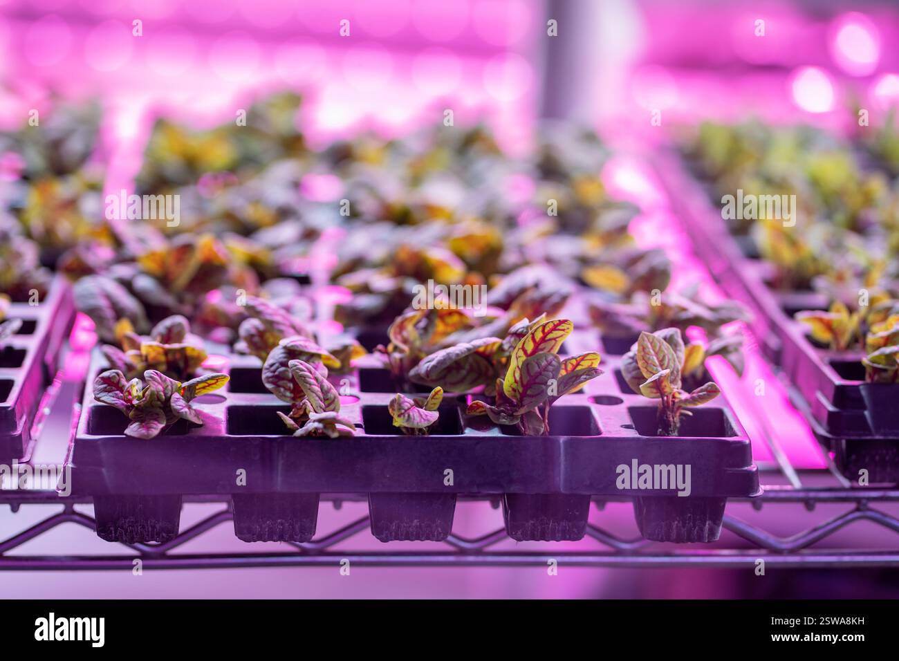 Piantine di bietole svizzere che crescono in serra sotto luce LED viola. Fabbrica di insalate idroponica al coperto Foto Stock