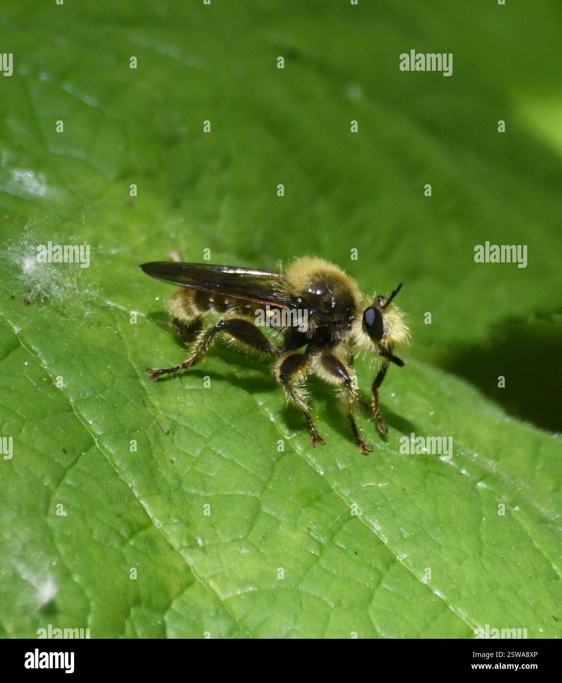 (Laphria fernaldi), Insecta, Campbell Valley Regional Park Foto Stock