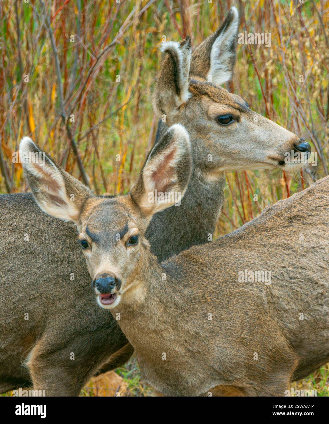 Due donne a Rocky Mountain Mule Deer fanno in salici, (Odocoileus hemiorus) fotografa a studio ravvicinato, Castle Rock Colorado USA. Foto scattata a ottobre. Foto Stock