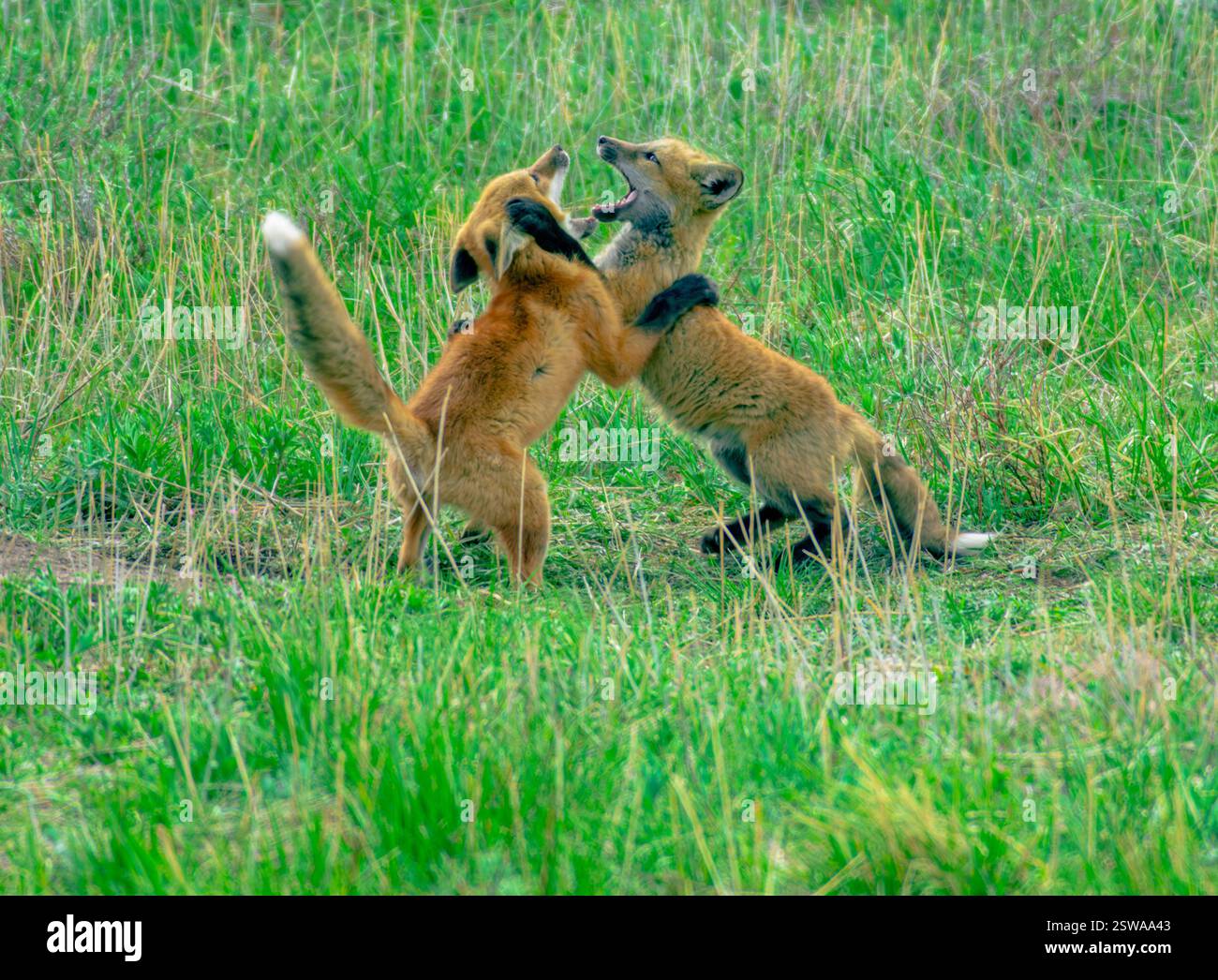 Le divise della Young Red Fox (Vulpes vulpes) si esibiscono nei pressi della loro tana all'inizio della primavera, a Castle Rock Colorado USA. Foto Stock