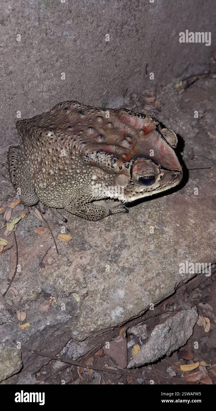 Rospo comune asiatico (Duttaphrynus melanostictus), Amphibia, Sekaran, Gunung Pati, Semarang City, Giava centrale, Indonesia Foto Stock