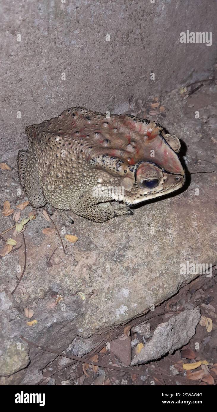 Rospo comune asiatico (Duttaphrynus melanostictus), Amphibia, Sekaran, Gunung Pati, Semarang City, Giava centrale, Indonesia Foto Stock