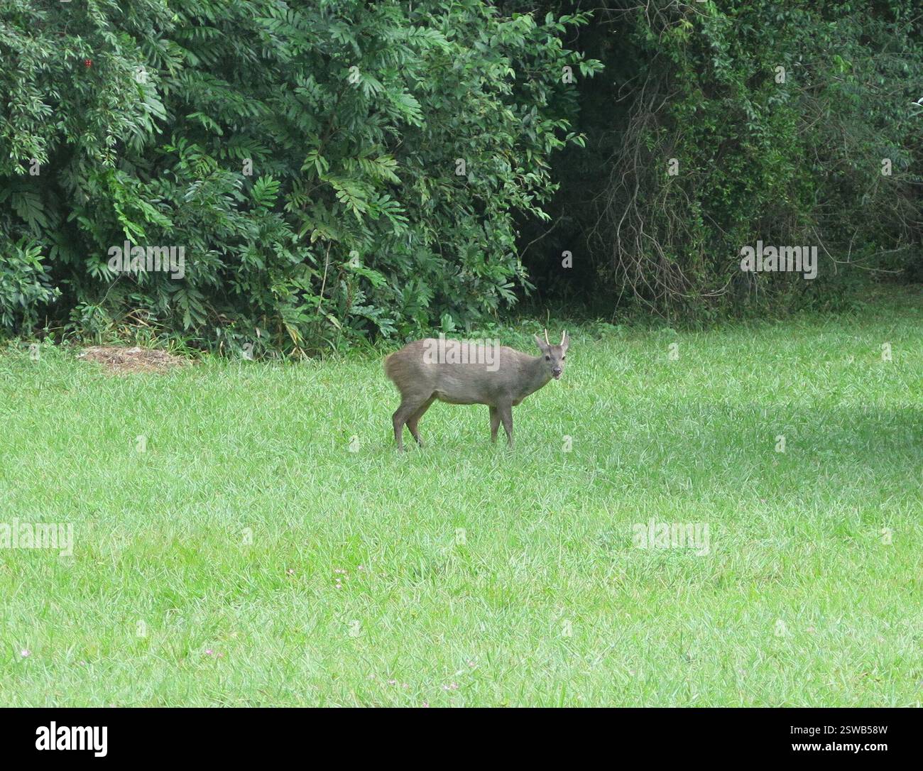 Razzo grigio (Subulo gouazoubira), Mammalia, Département de Mburucuyá, Province de Corrientes, Argentina Foto Stock
