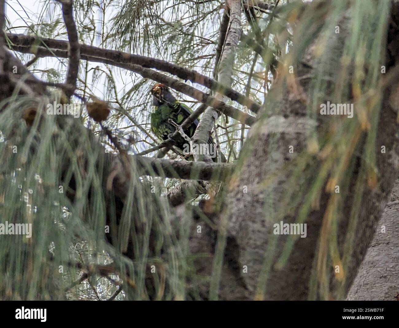 Ventotto Ringneck (Barnardius zonarius semitorquatus), Aves, Australia Occidentale, UA Foto Stock