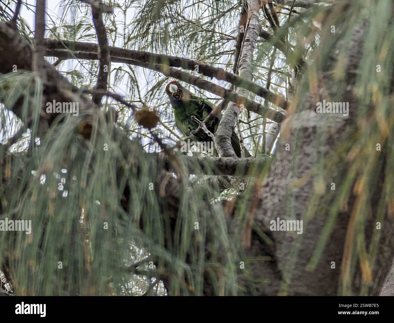 Ventotto Ringneck (Barnardius zonarius semitorquatus), Aves, Australia Occidentale, UA Foto Stock
