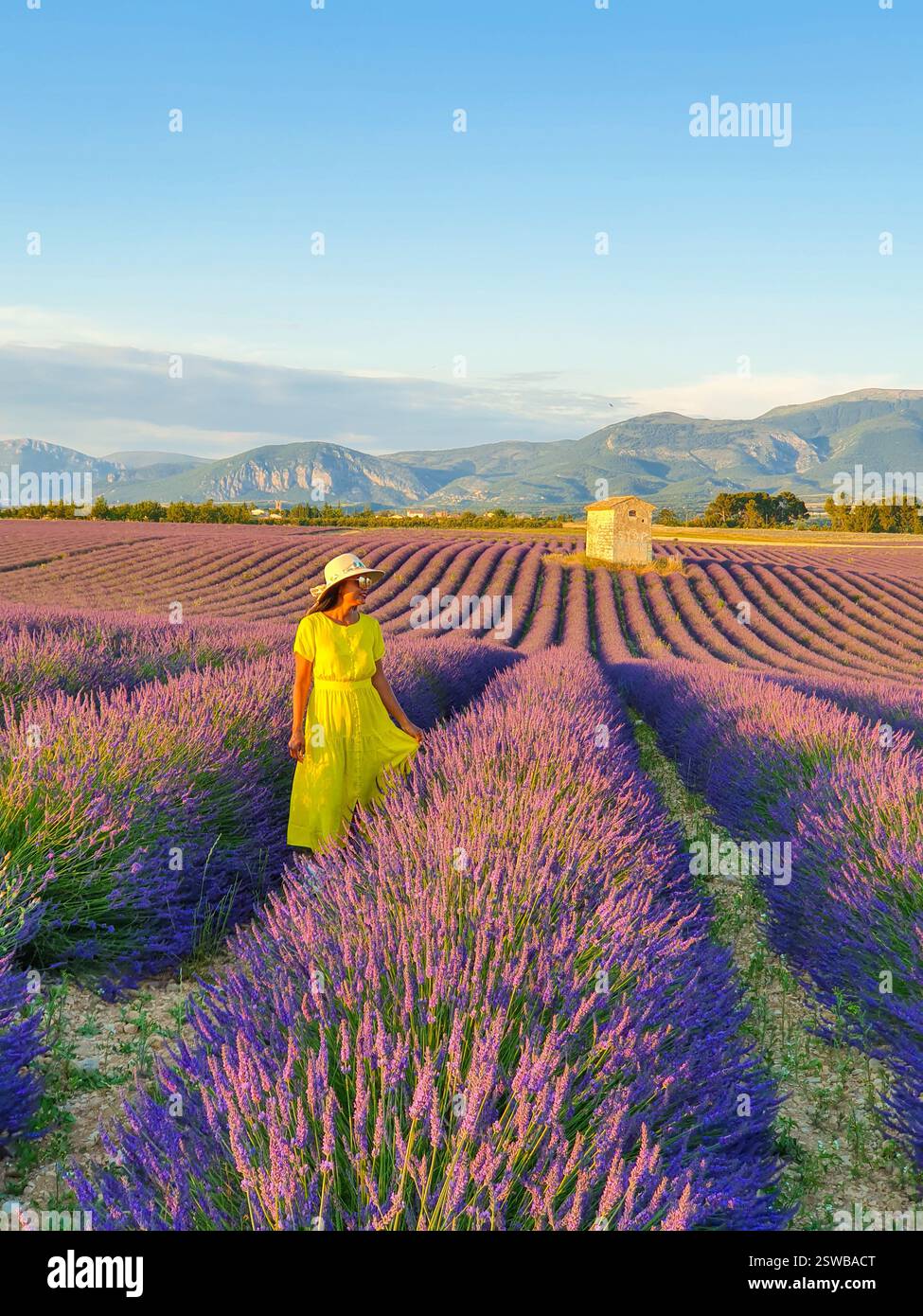 Una donna in un abito giallo che scorre cammina attraverso gli splendidi campi di lavanda al tramonto in Provenza Foto Stock
