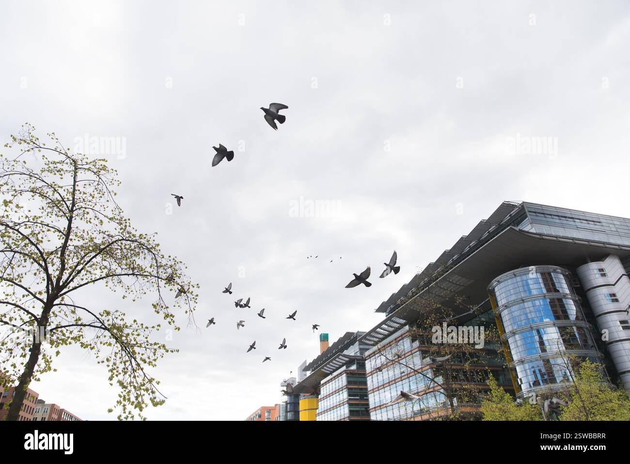 I piccioni volano sopra l'edificio del Bundestag a Berlino, in Germania. Foto Stock