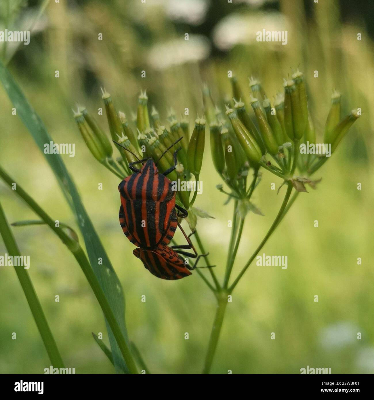 Bug Shield a strisce continentali (Graphosoma italicum italicum), Insecta, STEINEBRUCK Grenze, 4783 Saint-Vith, Belgien Foto Stock