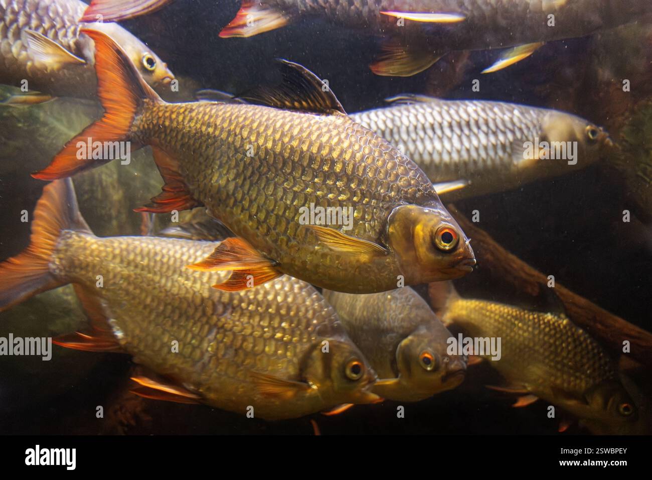 Il Barb in stagnola - Barbodes schwanenfeldii, galleggiante in acqua Foto Stock