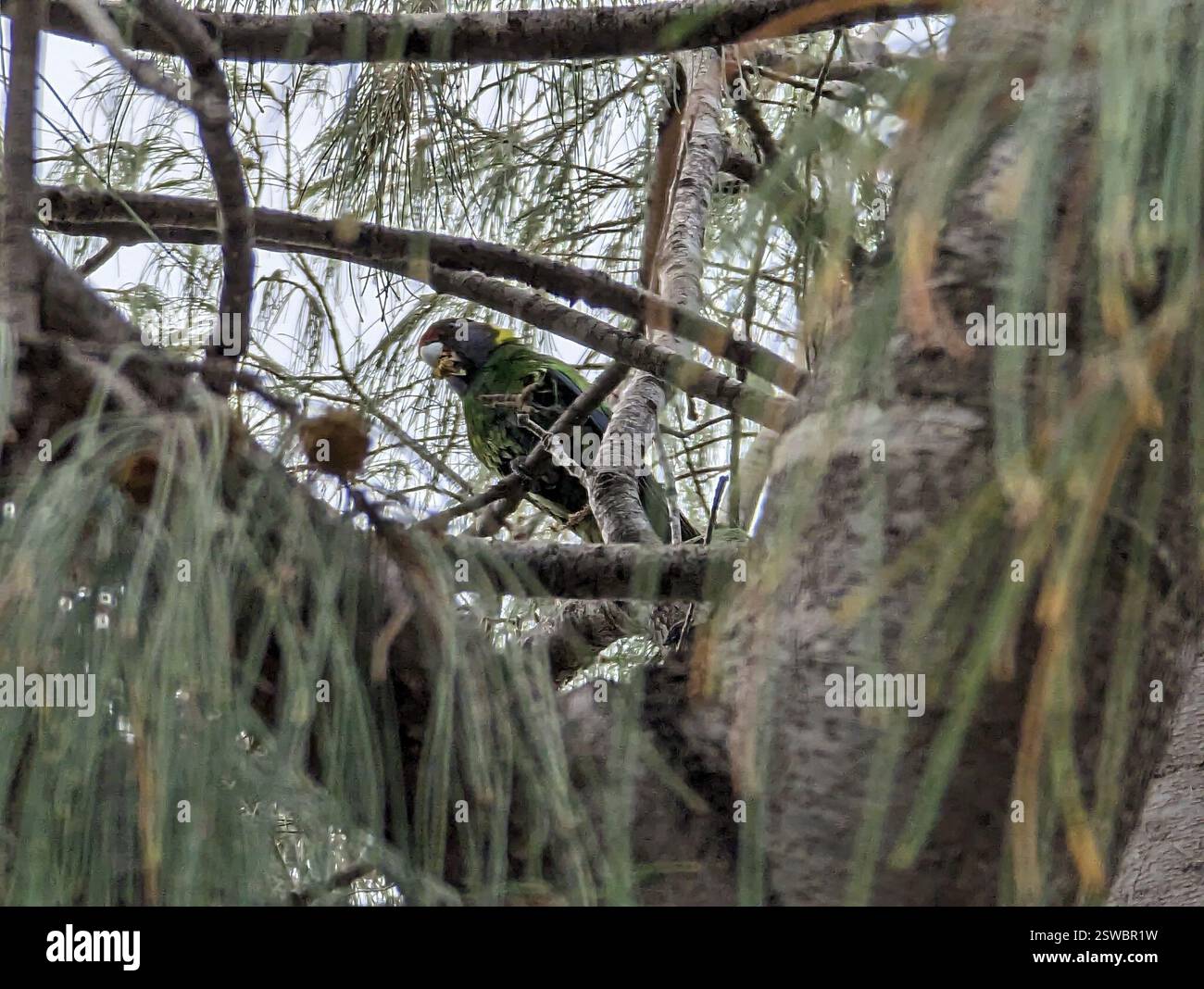 Ventotto Ringneck (Barnardius zonarius semitorquatus), Aves, Australia Occidentale, UA Foto Stock