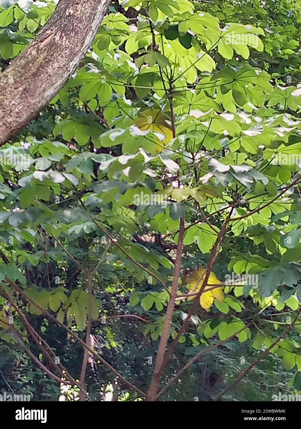 Tromba (Cecropia peltata), Plantae, 26WX+M95, Guanare 3350, Portuguesa, Venezuela, El yagrumo es un árbol de 5 a 30 m de altura, con el tronco derecho, hueco, produciendo con el tiempo raíces zancudas o contrafuertes; corteza lisa, gris clara, con grandes cicatrices circulares de las estípulas caídas y abundantes lenticelas; ramas gruesas, orizzontales. Ramillas huecas, tabicadas, con numerosas cicatrices anulares y lenticelas. Yemas de 10-12 cm de largo, cubiertas por una estípula pubescente, caediza. Hojas peltadas, redondeadas, coriáceas, de 30-40 cm de diámetro, divididas en 7-11 lób Foto Stock