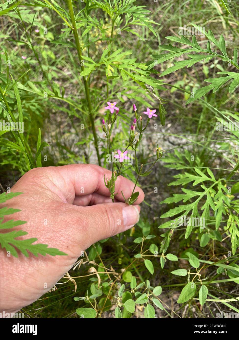 Centaurio sottile (Centaurium tenuiflorum), Plantae, Temple, TX, USA Foto Stock