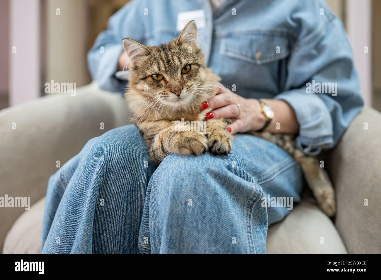 Un gatto divertente e serio guarda la macchina fotografica, rilassati con gli animali domestici del personale dell'hotel. Coccole e accarezzare il tuo animale domestico nella poltrona Foto Stock