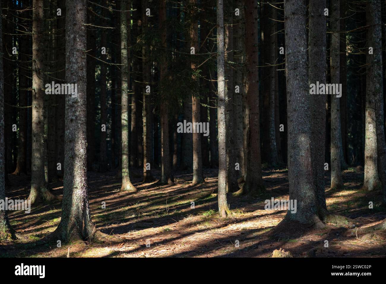 La luce del sole filtra attraverso una fitta foresta di conifere illuminando gli alti tronchi degli alberi e gettando lunghe ombre sul pavimento della foresta Foto Stock