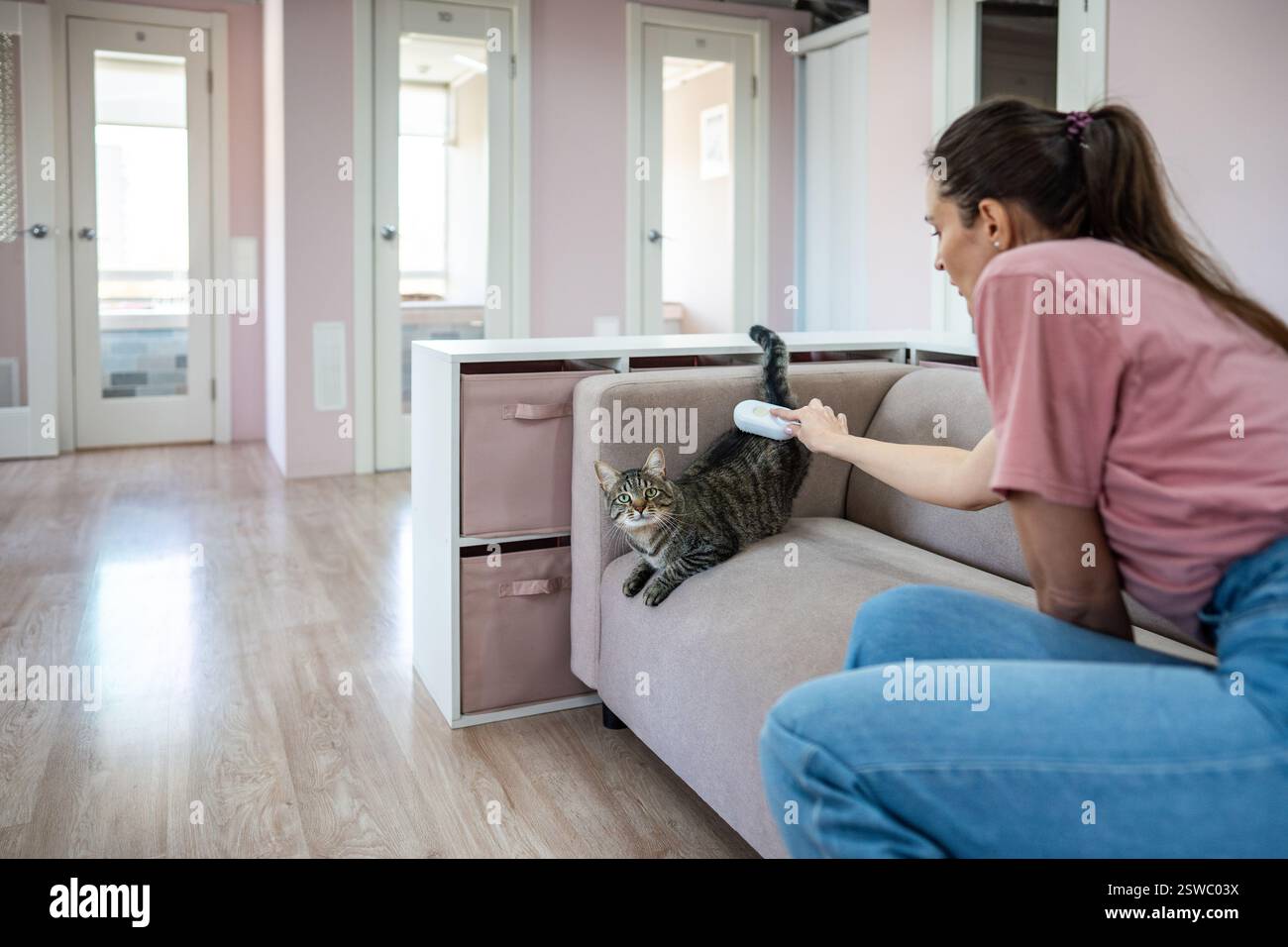 Il personale di una donna dell'hotel per animali domestici pulisce delicatamente il gatto con il pettine a vapore, la cura del corpo e la depilazione Foto Stock