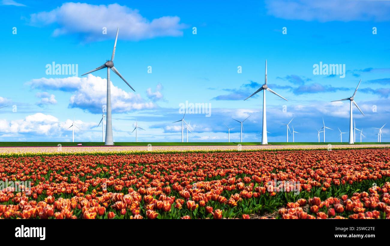 Un vasto campo di tulipani rossi e gialli in piena fioritura che ondeggia dolcemente nel vento, con iconiche turbine a vento alte in t Foto Stock