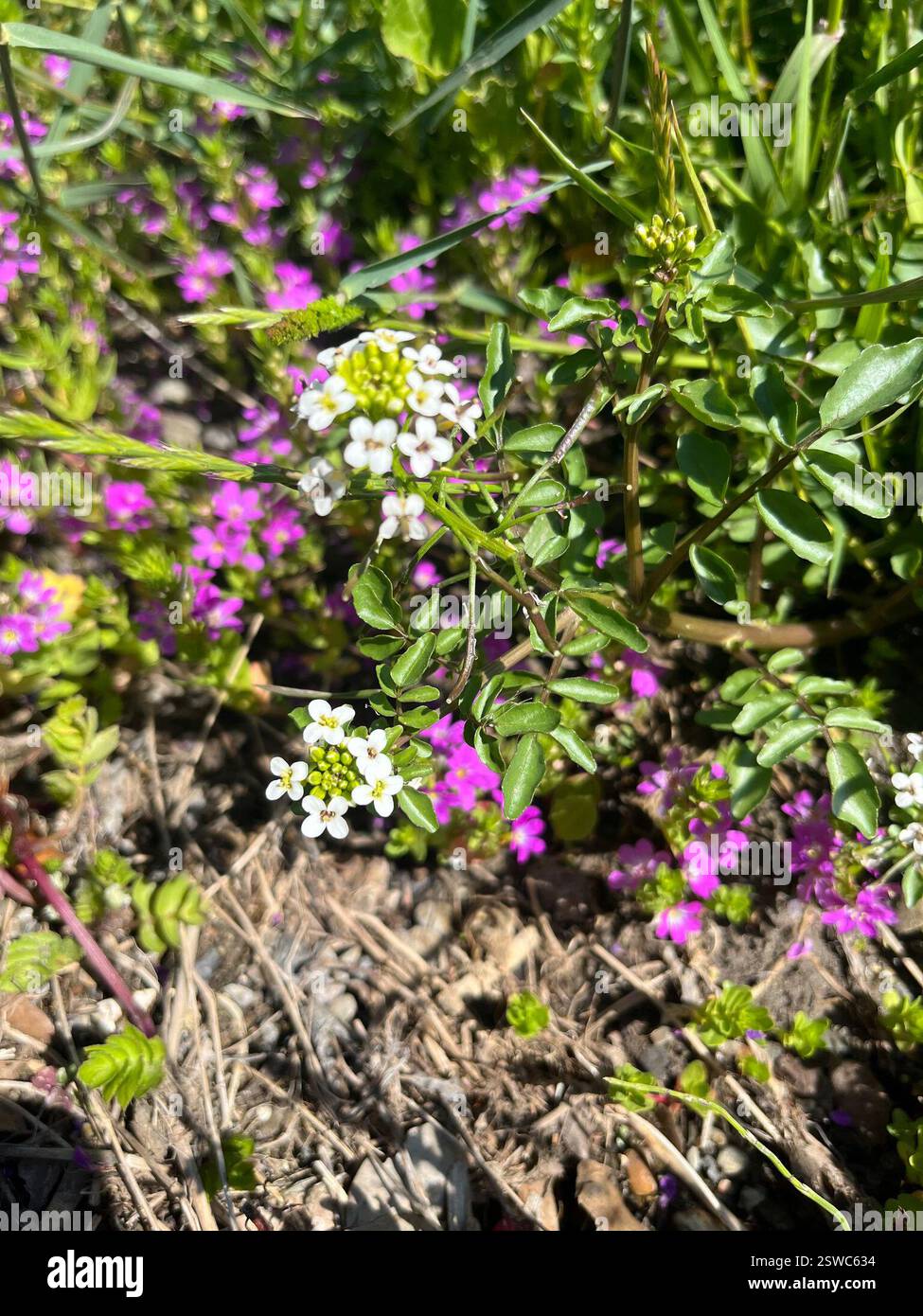 Watercresses (Nasturtium), Plantae, Gill Memorial Park, Milpitas, CALIFORNIA, NOI Foto Stock