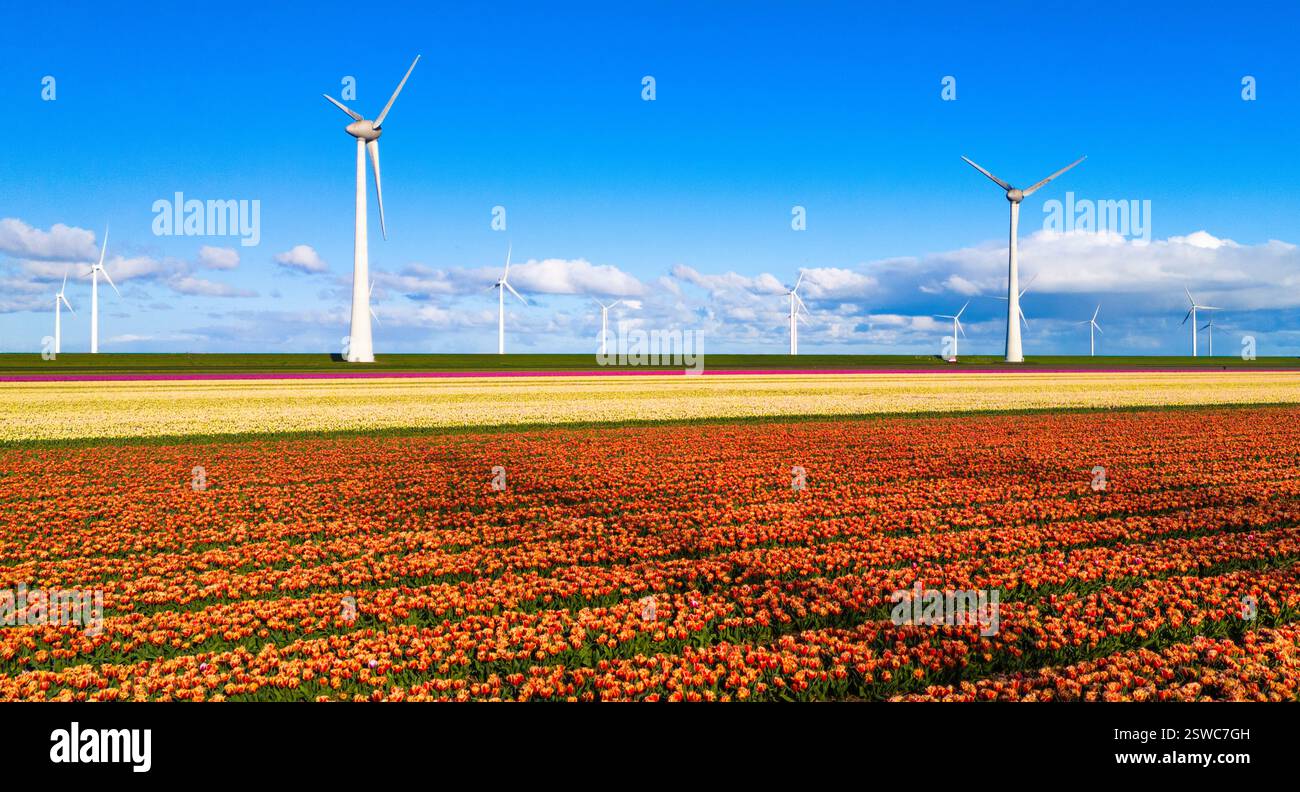Un campo vibrante di tulipani che ondeggiano nel vento, con maestose turbine eoliche che torreggiano sullo sfondo in una giornata di sole primaverili Foto Stock