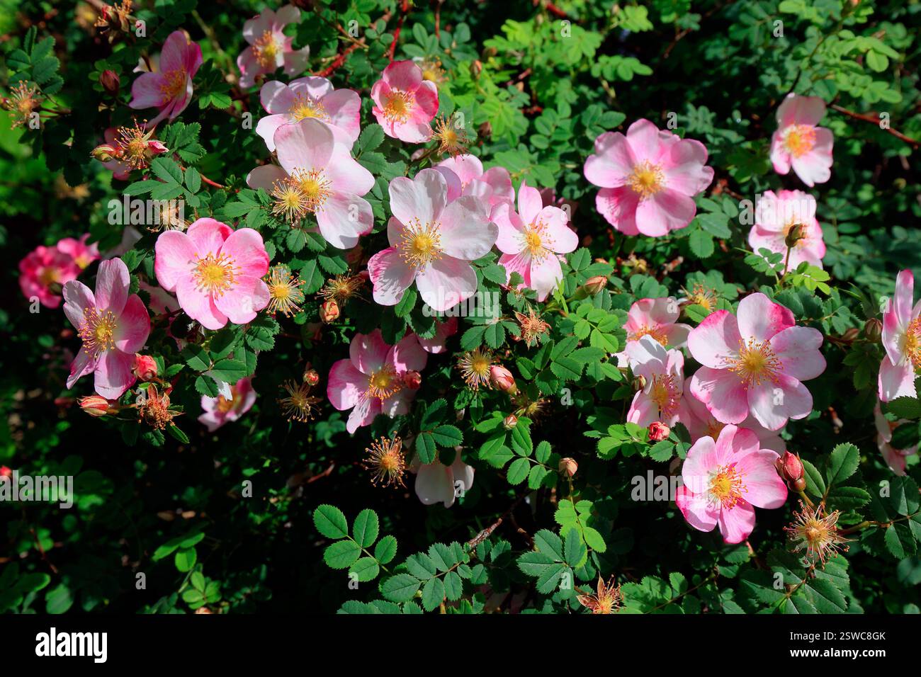 Doppia Lacecap Hydrangea (Hydrangea macrophylla) Hanabi in fiore Foto Stock