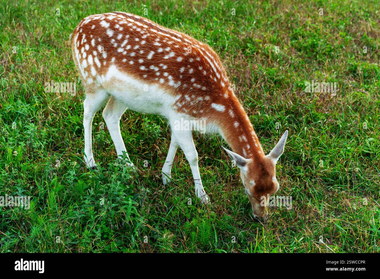 Cervi macchiati che pascolano pacificamente in un prato verde durante le prime ore del mattino Foto Stock