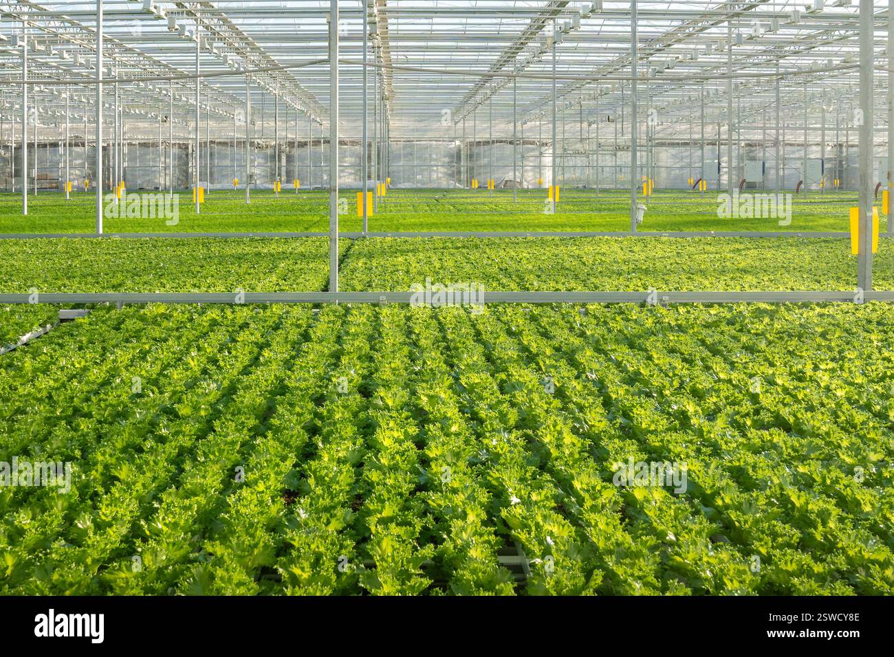 Coltivazione del campo di lattuga Frillice in una vasta serra con irrigazione intelligente. Cura di impianti high-tech Foto Stock