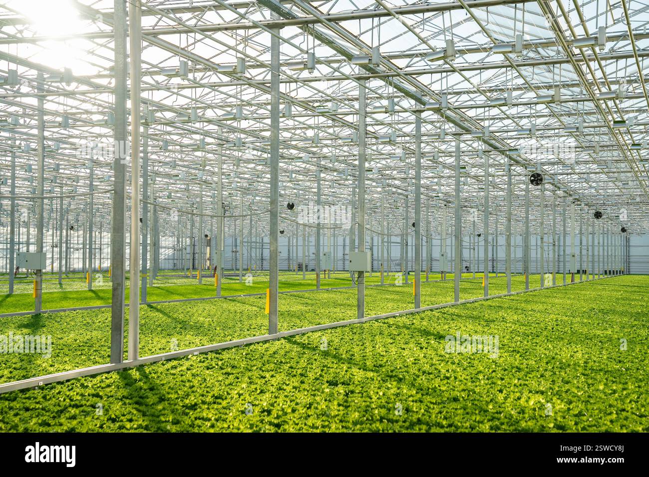 Coltivazione del campo di lattuga Frillice in una vasta serra con irrigazione intelligente. Cura di impianti high-tech Foto Stock