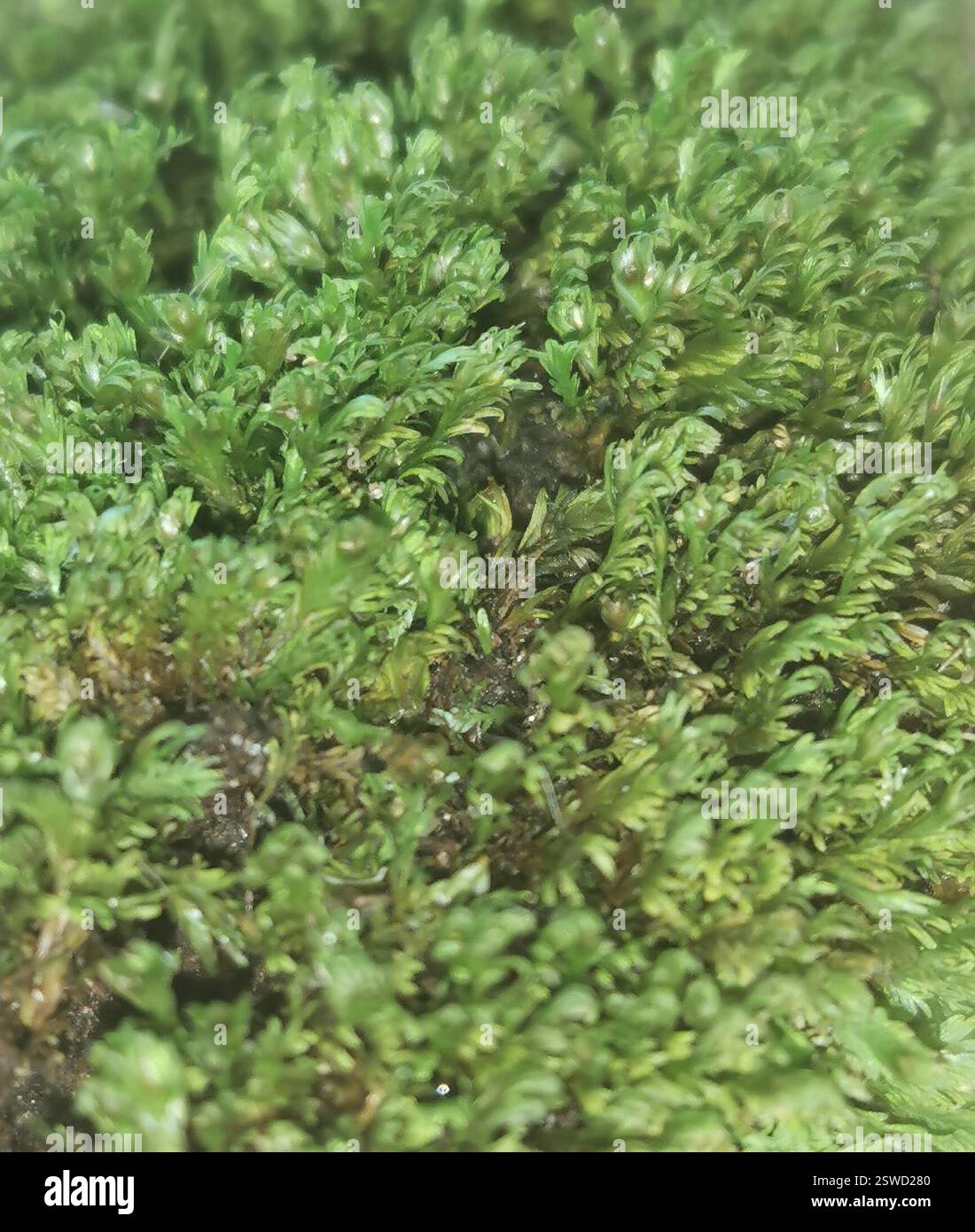Muschi tascabili (Fissidens), Plantae, Point Wells 0986, nuova Zelanda, un altro muschio ammassante sul lato più soleggiato di un fosso torboso con acqua stagnante sul fondo; esotico bambù nelle vicinanze Foto Stock