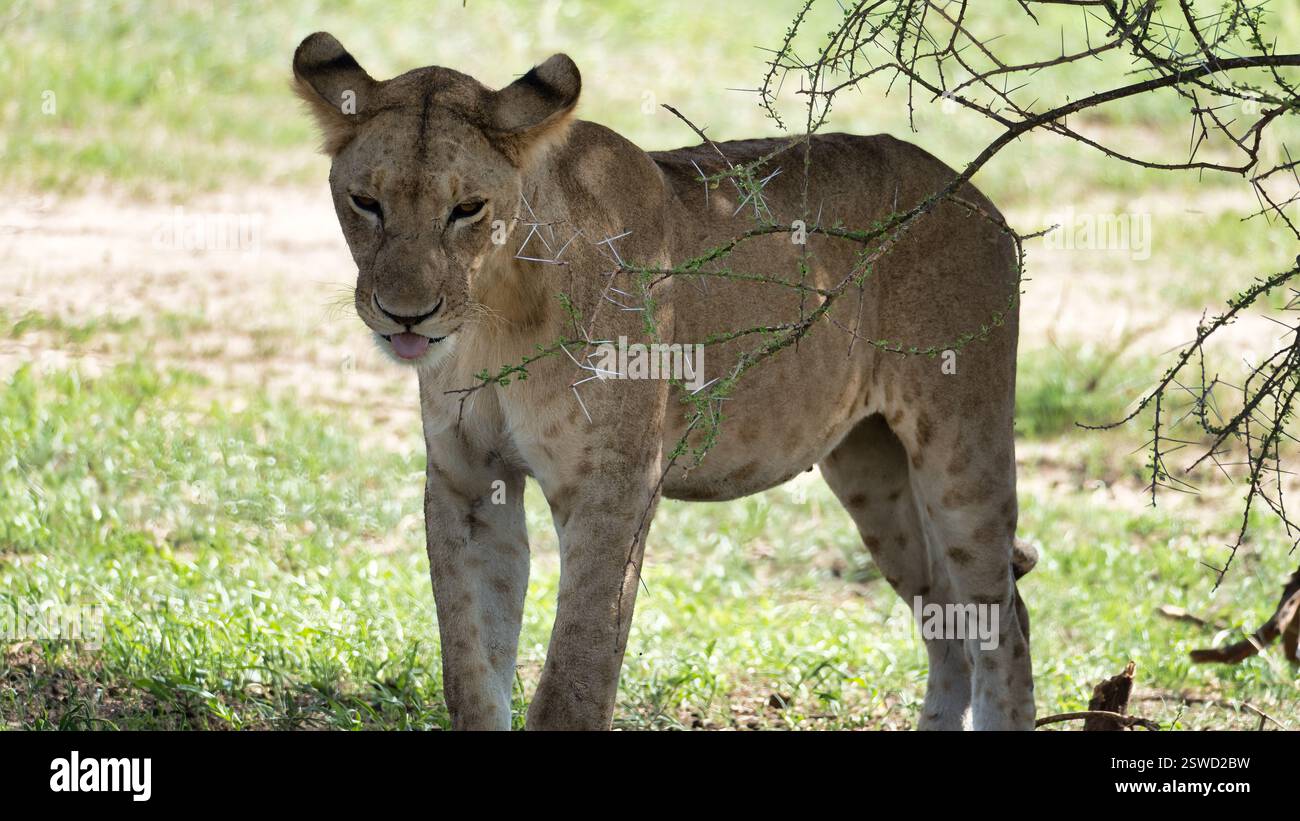 La graziosa Lionessa, una presenza maestosa nel suo habitat naturale africano, si aggira liberamente nel Tarangire National Park Tanzania Africa Foto Stock
