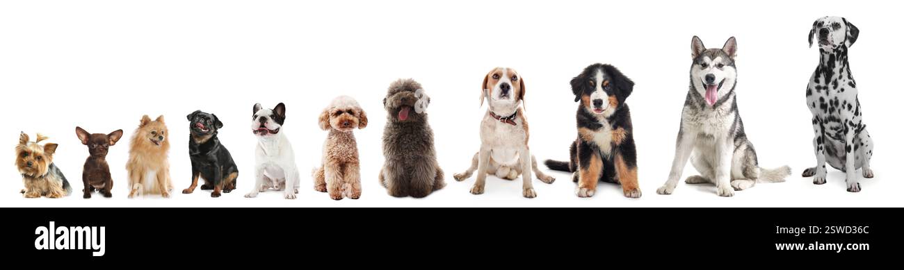 Adorabili cani di diverse dimensioni di fila su sfondo bianco, dal più piccolo al più grande Foto Stock