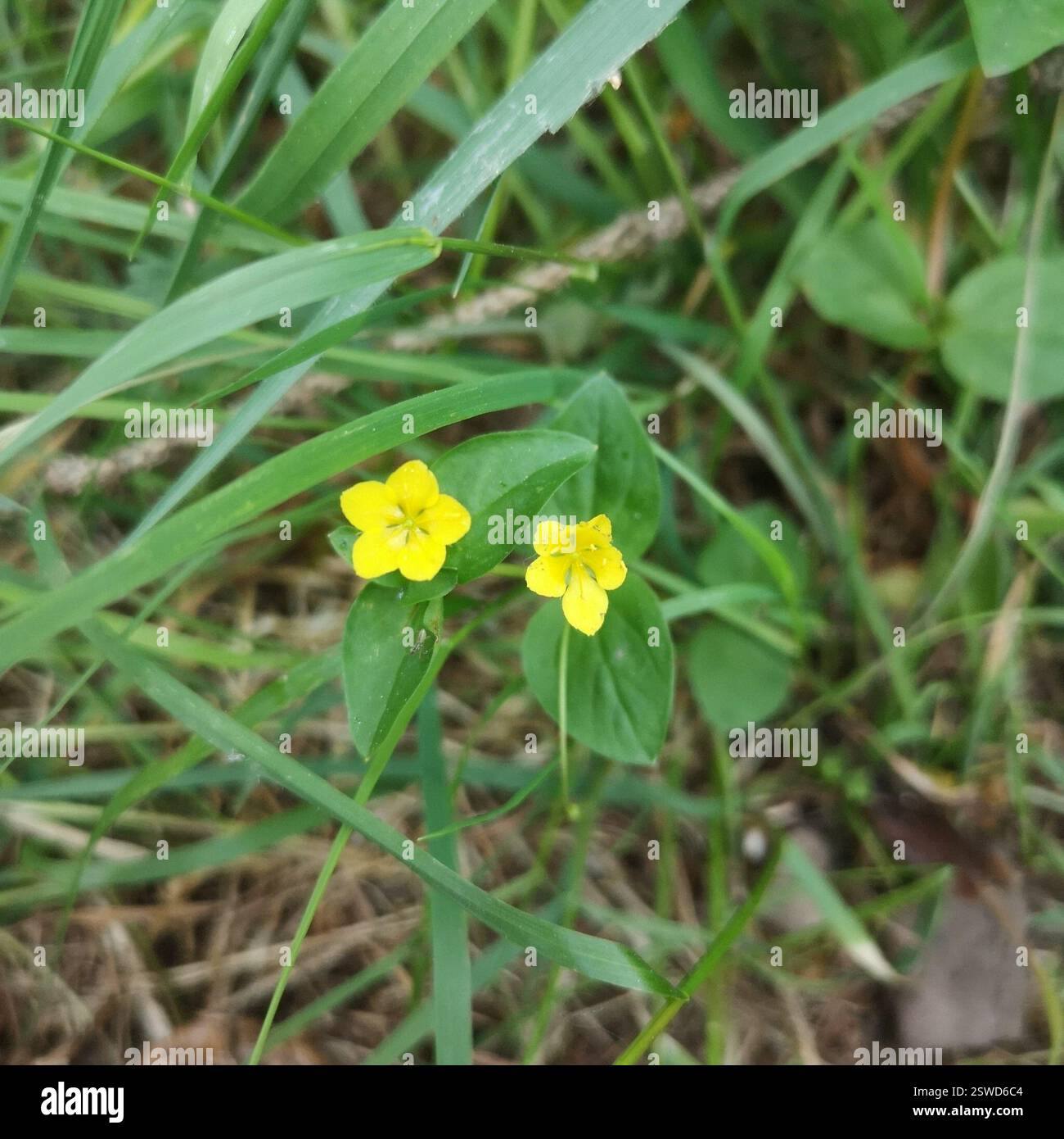 Pimpernel giallo (Lysimachia nemorum), Plantae, 4782 St. Vith, Belgio Foto Stock
