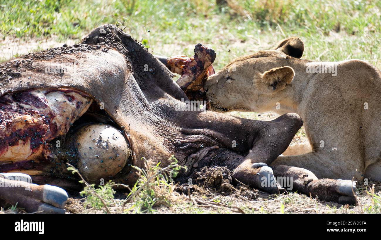 Una leonessa festeggia energicamente su una carcassa, mostrando istinti di sopravvivenza della fauna selvatica Foto Stock