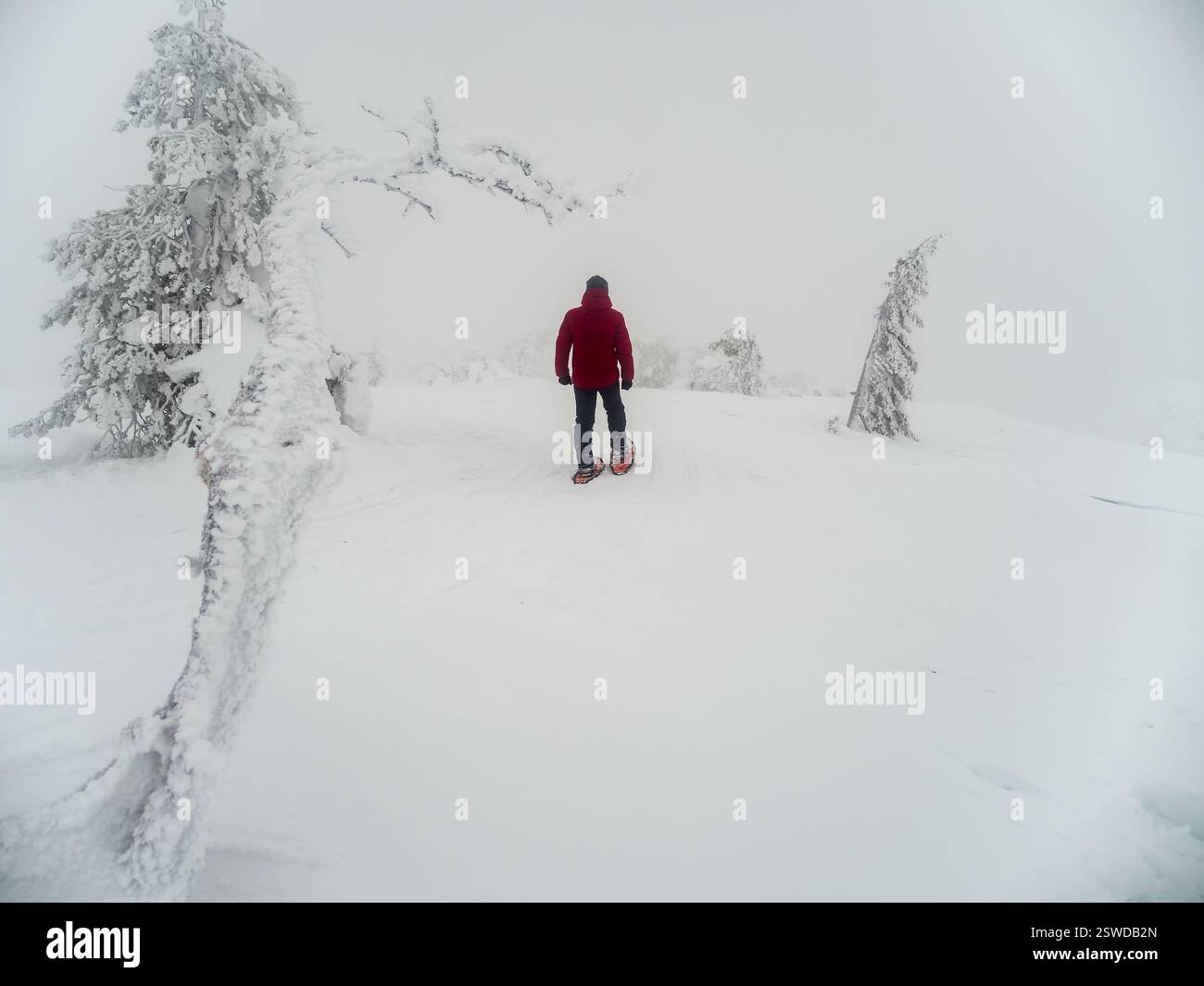 Trekking invernale. Persona che cammina su montagne innevate nebbiose Foto Stock
