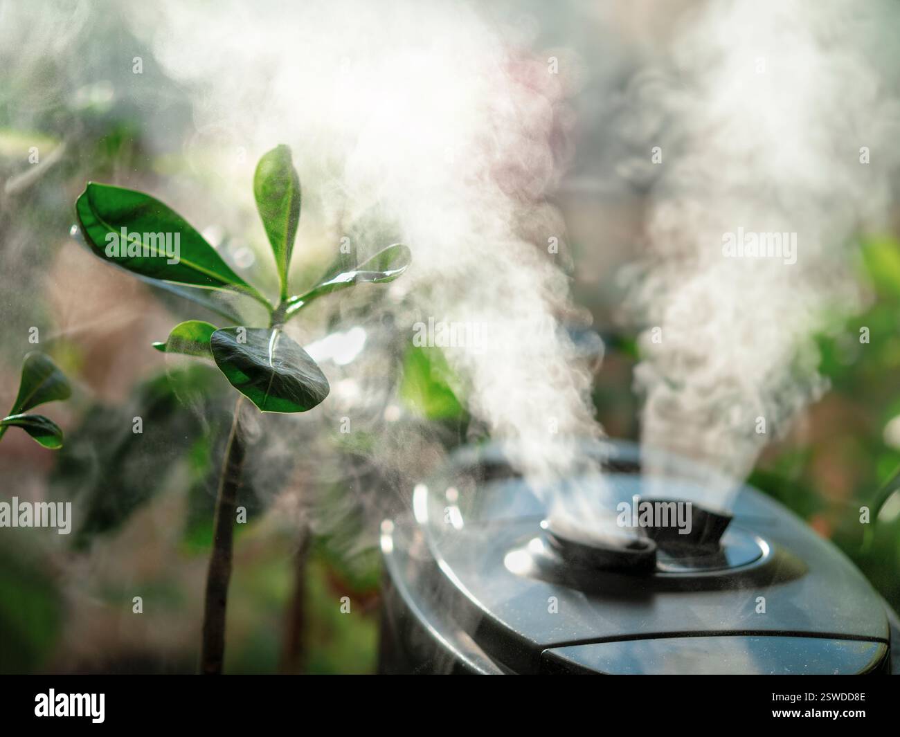 Umidificatore per fiori. Umidificatore d'aria sulla finestra di casa, direzione del vapore d'acqua verso una pianta domestica. Giardinaggio domestico, umidità dentro Foto Stock