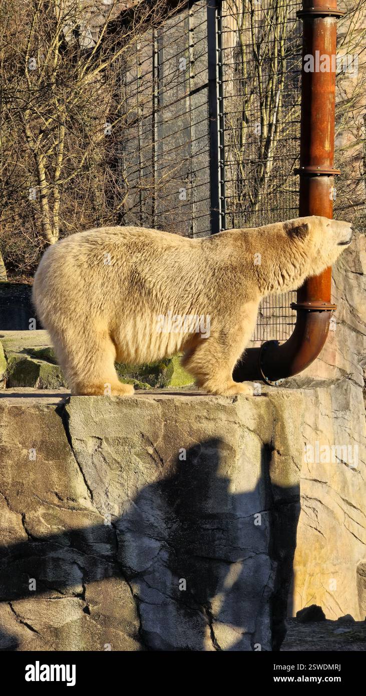 Un orso polare visto allo zoo che si gode felicemente della calda luce del sole in una bella giornata Foto Stock