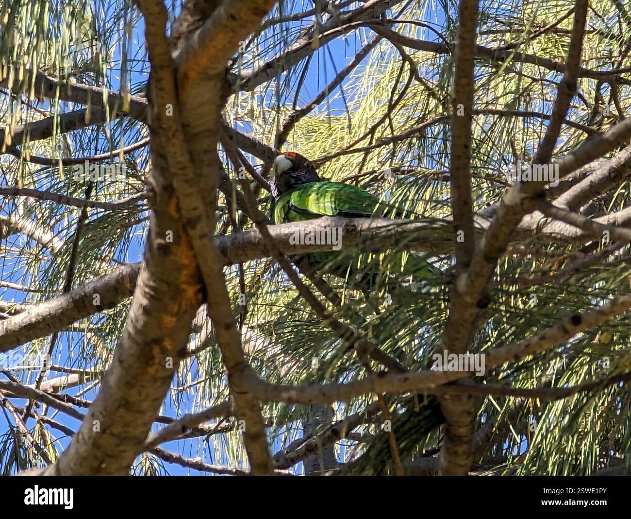 Ventotto Ringneck (Barnardius zonarius semitorquatus), Aves, Australia Occidentale, UA Foto Stock