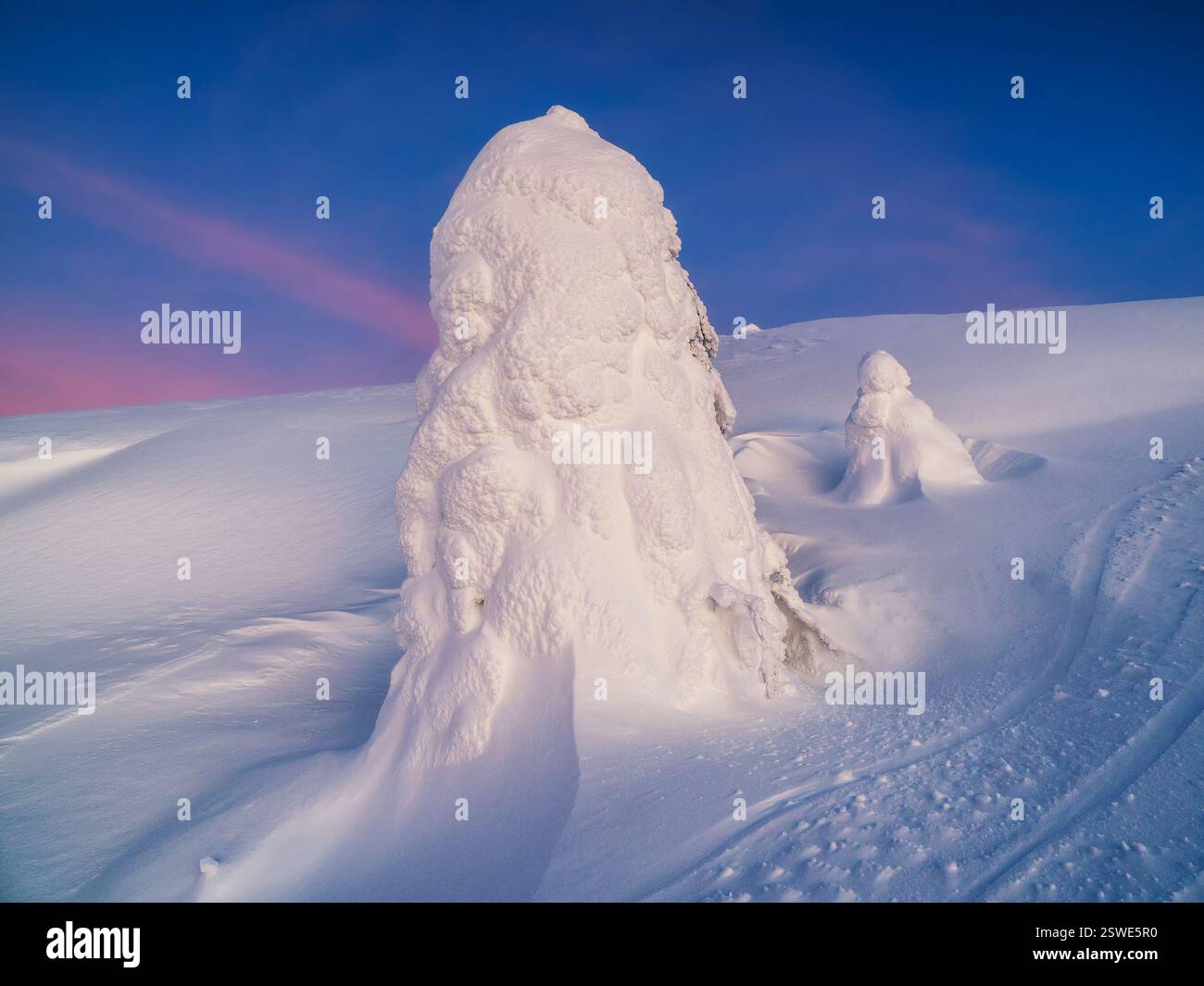 Magica e bizzarra silhouette di abete sono intonacate di neve sullo sfondo viola dell'alba. Natura aspra dell'Artico. Fata mistica Foto Stock