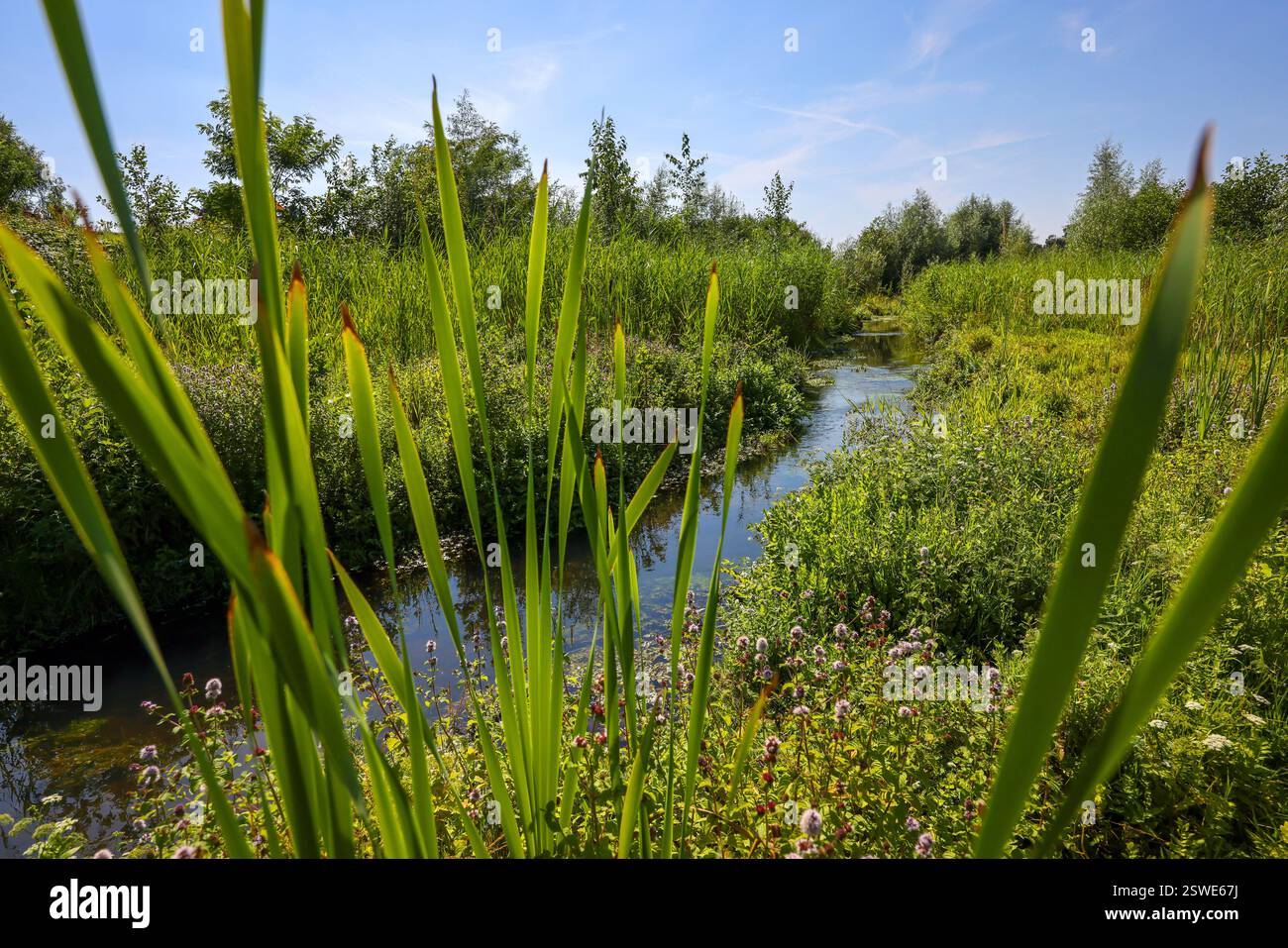 30.07.2024, Germania, Renania settentrionale-Vestfalia, Bottrop - il Boye rinaturalizzato, affluente dell'Emscher, fu trasformato in un'acqua quasi naturale Foto Stock