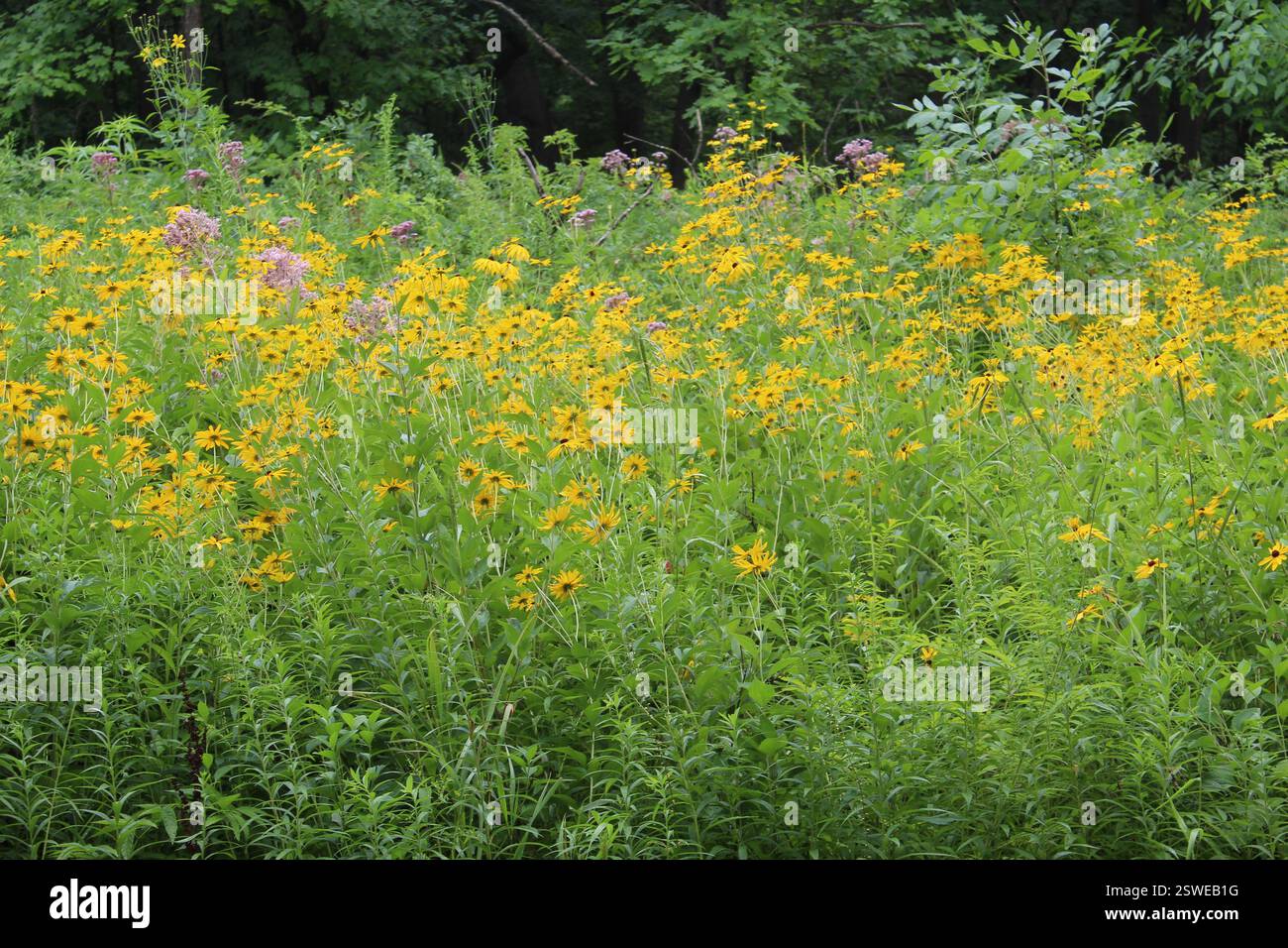 Susans dagli occhi neri con bergamotto selvatico in radura al Bunker Hill Woods di Chicago Foto Stock