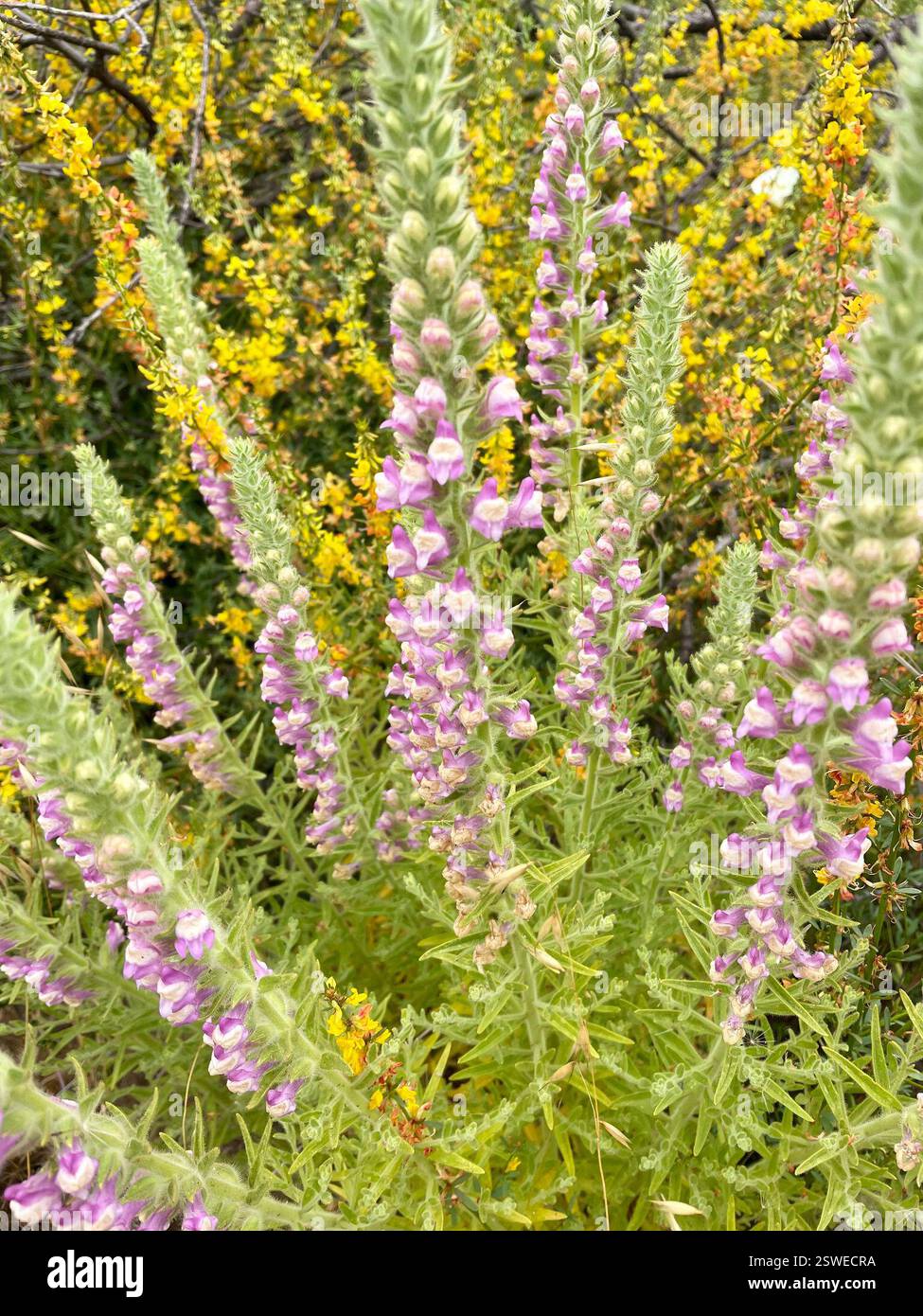 Sierra Snapdragon (Sairocarpus multiflorus), Plantae, Toro County Park, Salinas, CALIFORNIA, NOI, il nativo snapdragon sembra piuttosto magnifico mescolato con il giallo Deerweed (Acmispon glaber). Sta crescendo in un habitat caparrale secco in un'area montuosa che è stata pesantemente bruciata nell'agosto 2020 River Fire. Sierra Snapdragon (Sairocarpus multiflorus) alias Sticky Snapdragon. Endemica della California. Pianta autoctona, annuale o perenne, densamente ghiandolare-pelosa, appiccicosa, di seguace del fuoco della famiglia Plantain (Plantaginaceae) che cresce su terreni rocciosi o disturbati, soprattutto dopo le ustioni. Le lamelle sono lineari a l Foto Stock